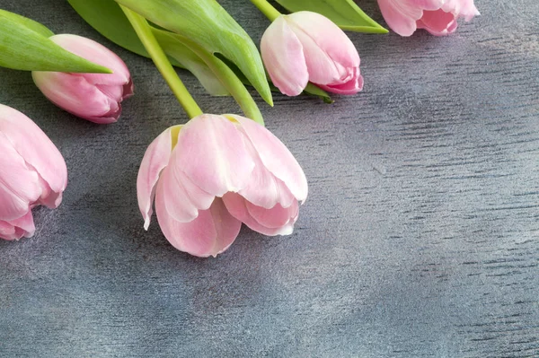 Wiosenne kwiaty. Różowy kwitnące tulipany z bliska. — Zdjęcie stockowe
