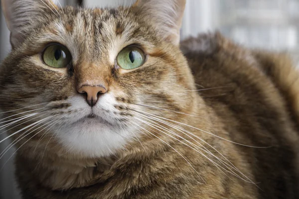 窓辺の三色の国内ふわふわ猫 — ストック写真