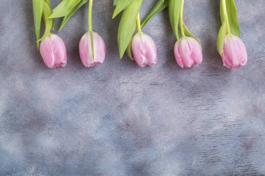 Bahar çiçekleri. Pembe çiçek açan laleler yakın çekim
