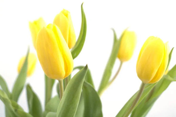 Tulipani Gialli Sfondo Bianco Fioritura Fiori Primaverili — Foto Stock