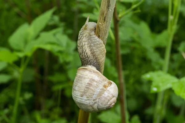 Large Snail Crawls Branch Lush Grass — Stock Photo, Image