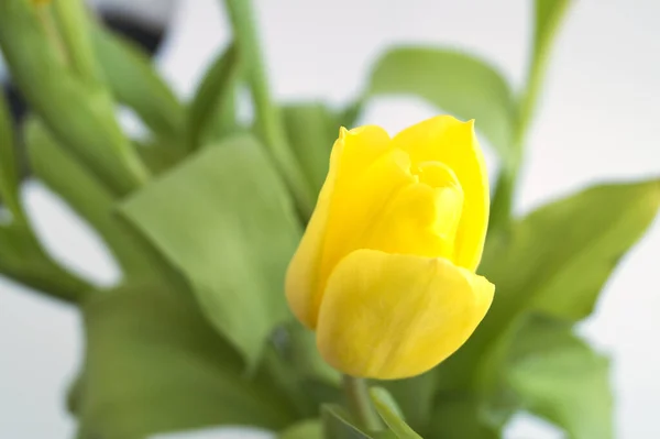 Tulipas Amarelas Fundo Branco Florescendo Flores Primavera — Fotografia de Stock
