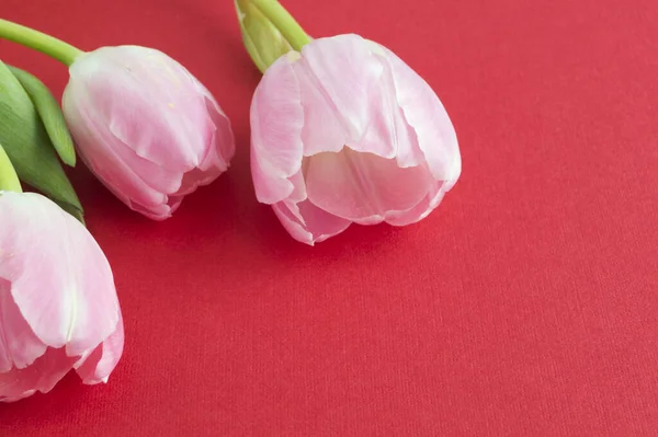 Różowe Kwitnące Tulipany Czerwonym Tle — Zdjęcie stockowe