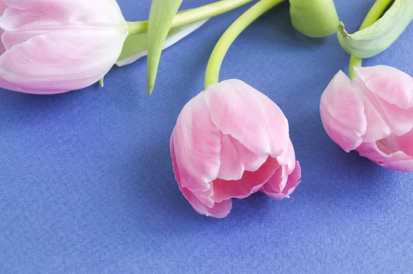 Różowe Kwitnące Tulipany Niebieskim Tle — Zdjęcie stockowe