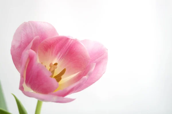 Jarní Květiny Růžový Kvetoucí Tulipány Zblízka — Stock fotografie