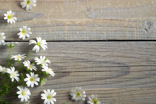 Spring Flowers Stellaria Holostea Stitchwort Beautiful Floral Background — Stock Photo, Image