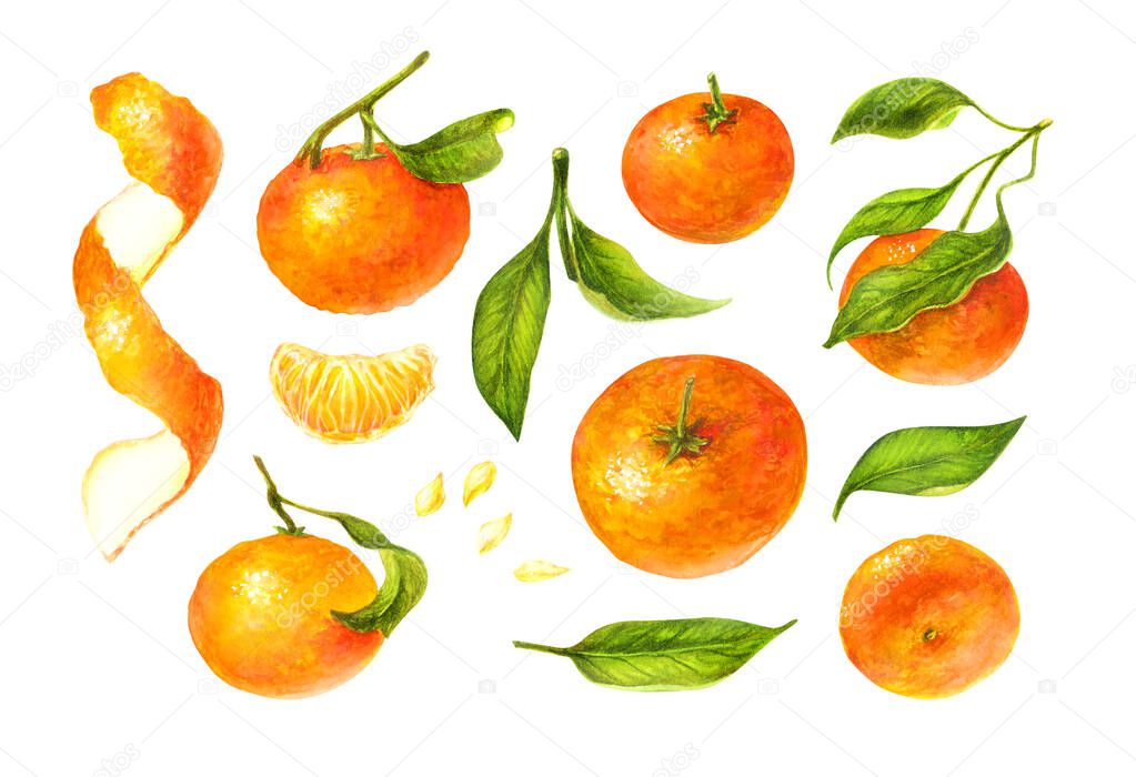 Mandarin and green leaves watercolor collection of citrus fruits, orange, botanical painting
