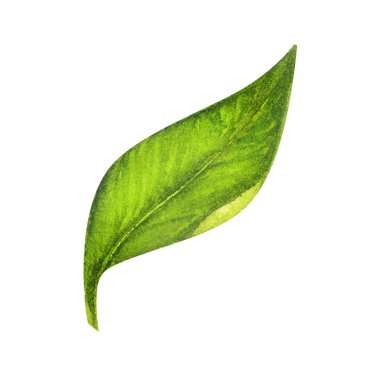 Yeşil yapraklı suluboya narenciye, turuncu, botanik resim. Görüntü