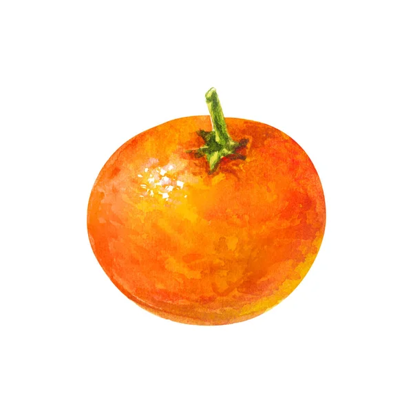 Mandarin akvarell citrusfrukt, apelsin, botanisk målning. Illustration isolerad — Stockfoto