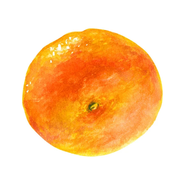Mandarine Aquarell Zitrusfrüchte, Orange, botanische Malerei. Illustration isoliert — Stockfoto