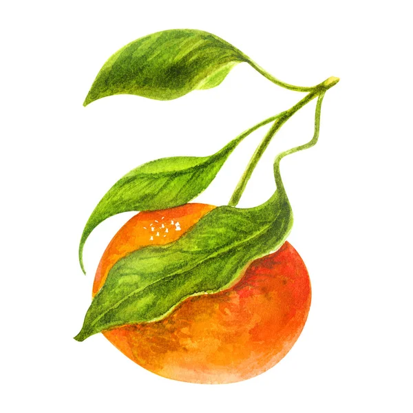 Mandarine und grüne Blätter Aquarell Zitrusfrüchte, Orange, botanische Malerei — Stockfoto