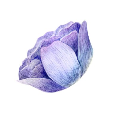 Beyaz arkaplanda izole edilmiş suluboya şakayığı