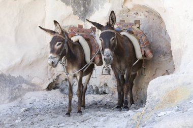 Eşeğin lindos, Yunanistan