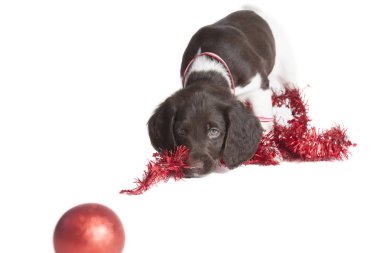 Bir Noel dekorasyonu ile oynarken küçük Munsterlander köpek yavrusu