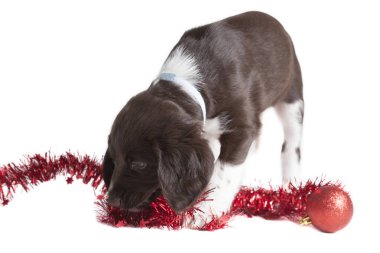 Bir Noel dekorasyonu ile oynarken küçük Munsterlander köpek yavrusu