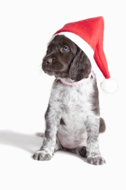 Noel Baba şapkası ile küçük Munsterlander köpek yavrusu