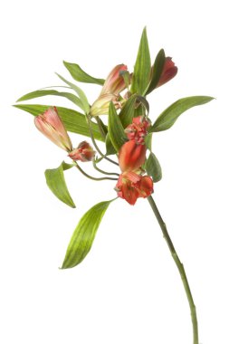 Orange Alstroemeria çiçek