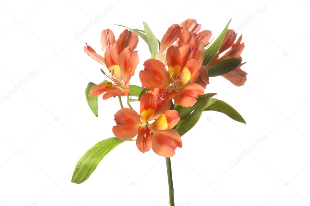 Orange Alstroemeria flower