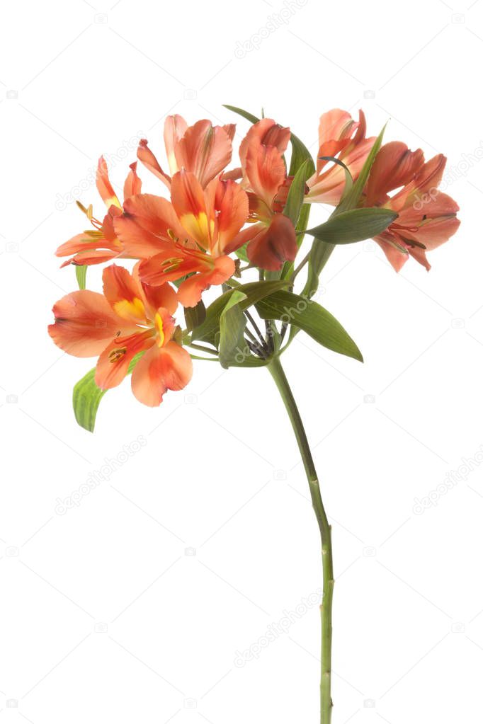 Orange Alstroemeria flower