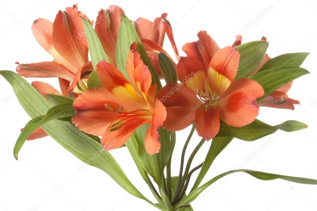 Orange Alstroemeria flower