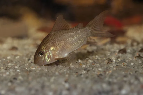 Peixe-gato Corydoras poliystictus — Fotografia de Stock