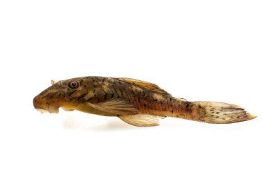 Ancistrus L159 yayın balığı
