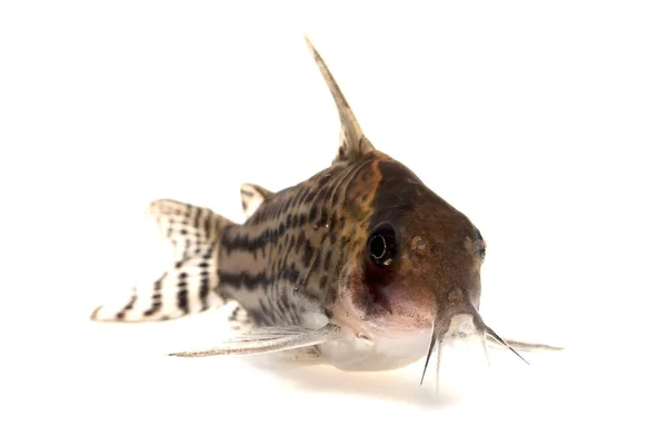 Corydoras schwartzi catfish — Stock Photo, Image