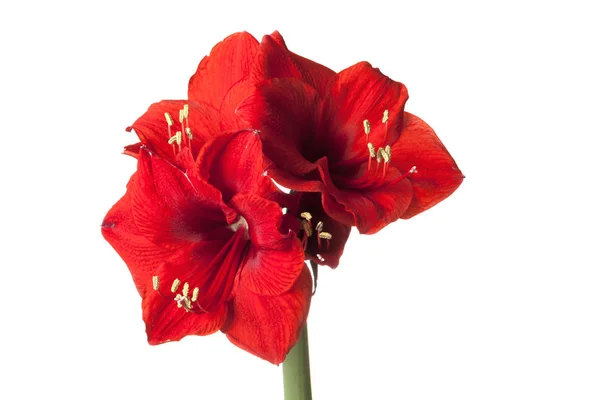 Röd amaryllis blomma — Stockfoto