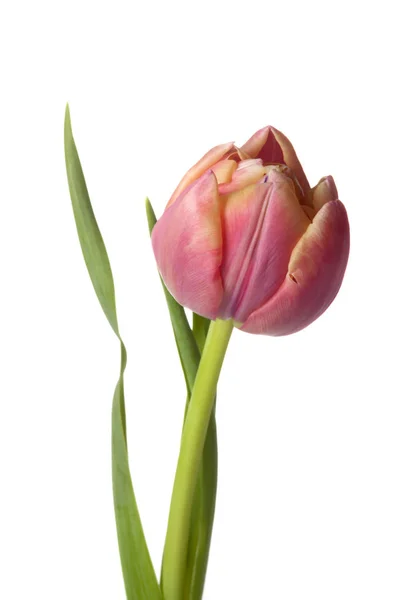 Pink Tulip flower — Stock Photo, Image