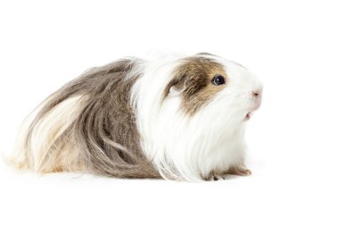 El yazısı eskiden şiling şimdi domuz