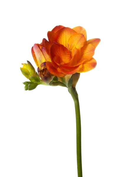 Orangefarbene Freesiablüte — Stockfoto