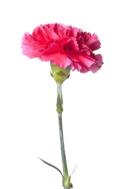 Pembe karanfil çiçeği.