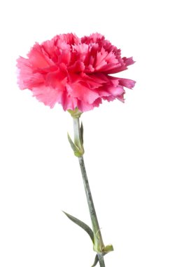 Pembe karanfil çiçeği.