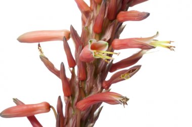 Turuncu agav çiçek