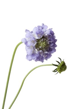 Purple Scabiosa flower clipart