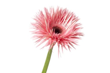 Pembe Gerbera bahar çiçek