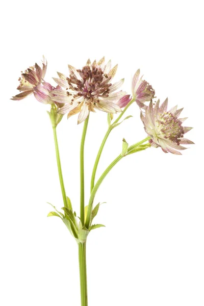 Pembe Astrantia çiçek — Stok fotoğraf