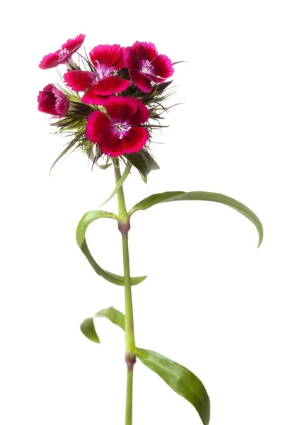 Dianthus barbatus 또는 감 미로 운 윌리엄 — 스톡 사진