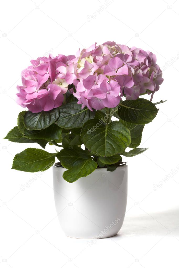 Hydrangea in white flower pot