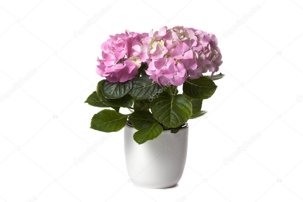 Hydrangea in white flower pot