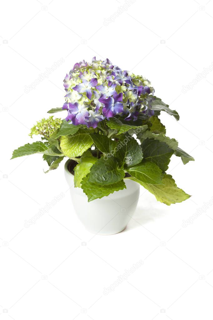 Purple Hydrangea in flower pot