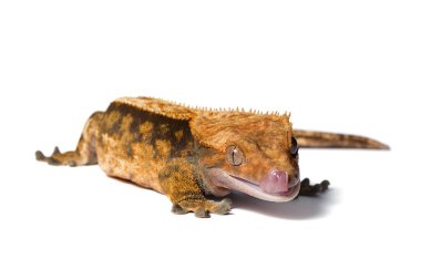 Dişi armalı gecko beyaz arkaplanda izole edildi