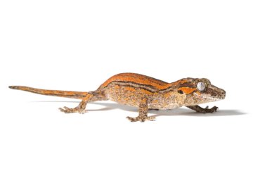 Gargoyle gecko beyaz arkaplanda izole edildi