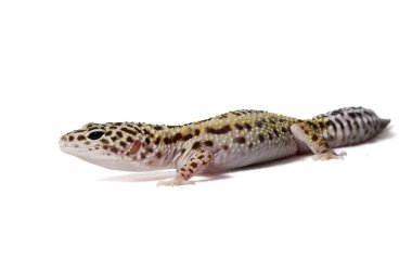 Beyaz arka plan üzerinde izole leopar gecko