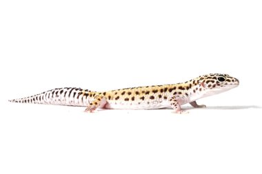 Beyaz arka plan üzerinde izole leopar gecko