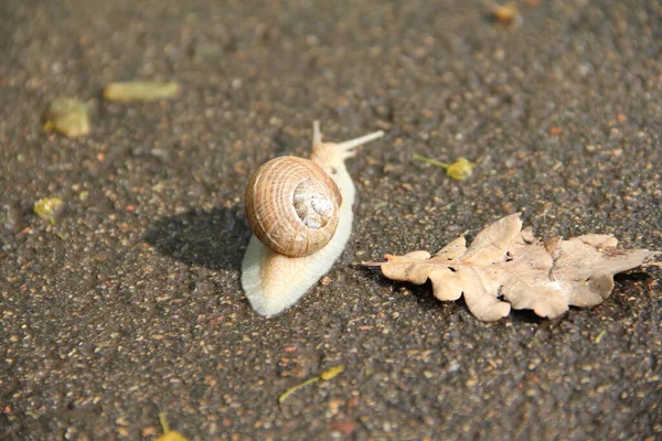 Snail Floor — Stock Photo, Image