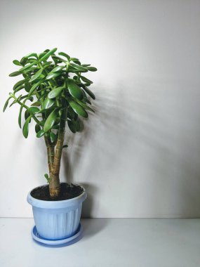 Masanın üzerine çiçek