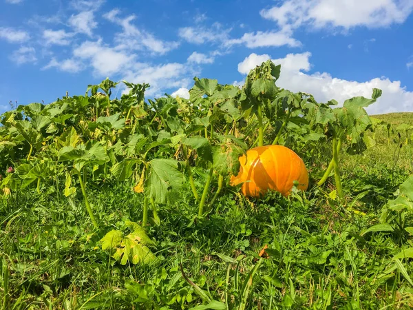 Kürbis Auf Der Wiese — Stockfoto