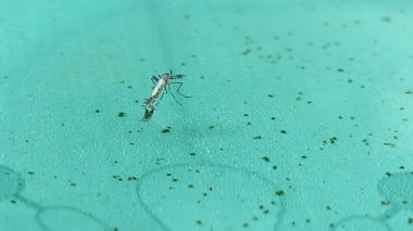 HD ayak yakın çekim genç kaplan sivrisinek (Aedes albopictus) larva ve pupa 