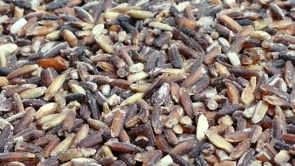 Imágenes 4K Primer plano de gorgojos adultos de arroz (Sitophilus oryzae) en el grano de arroz — Vídeo de stock